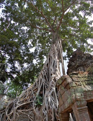 Massive silk-cotton tree roots cascade over ancient sandstone temple ruins at Ta Prohm in Angkor Wat, Cambodia. Weathered gray stone blocks covered in green moss are entwined by thick brown tree roots forming an intricate web pattern against dense jungle canopy and bright sky.