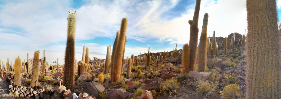 Tall columnar cacti growing on rocky terrain of Isla Incahuasi with white salt flats of Salar de Uyuni visible in the background under blue sky with wispy clouds in Bolivia