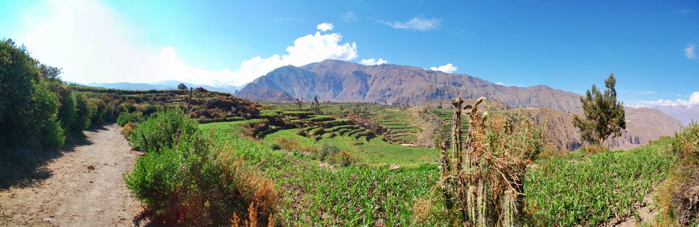 Panoramic view of green agricultural terraces built into hillsides in Colca Canyon, Peru, with brown mountains and blue sky with white clouds in the background