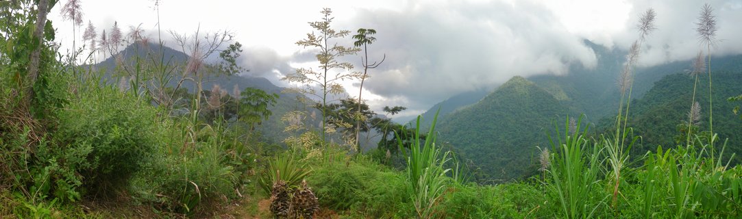 Panoramic view of green mountain ranges covered in tropical forest with clouds and tall grasses in foreground