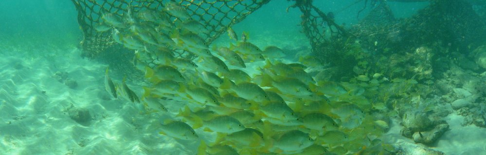 Underwater photograph showing a large school of fish with yellow tails swimming near fishing nets on a sandy ocean floor in clear turquoise water
