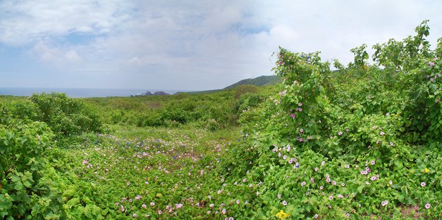 Panoramic view of green coastal hills covered in pink and purple wildflowers with ocean and rock formations in the background under partly cloudy sky