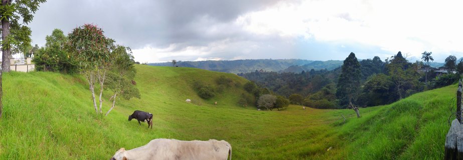 Panoramic view of cattle grazing on rolling green hills in Salento, Colombia, with scattered trees, farm buildings, and cloudy sky over mountainous terrain