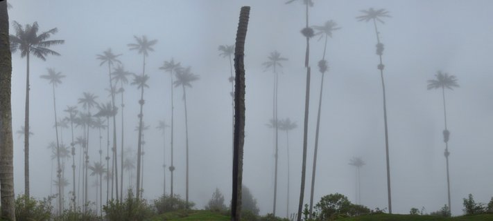 Tall wax palm trees rising through thick white fog in a valley with green vegetation at the base and a dark dead palm trunk in the foreground