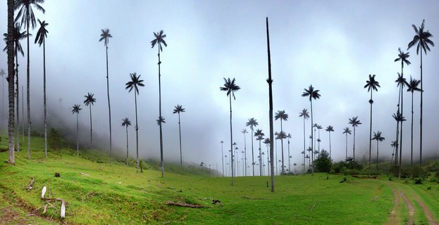 Tall wax palm trees scattered across green rolling hills in a misty valley landscape in Colombia