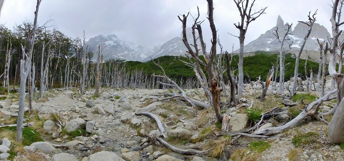 White dead tree trunks and branches scattered across rocky terrain with green forest and snow-capped mountain peaks in the background under cloudy sky
