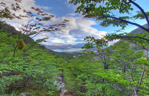 Panoramic landscape showing green forest trees framing a view of turquoise lakes and snow-capped mountains in Torres del Paine National Park, Chile