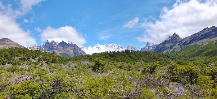 Snow-capped mountain peaks including Fitz Roy and Cerro Torre rise above green Patagonian forest under blue sky with white clouds