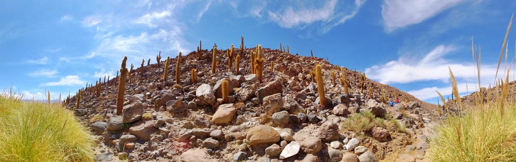 A rocky hill covered with tall columnar cacti under a blue sky with white clouds, with yellow desert grasses in the foreground
