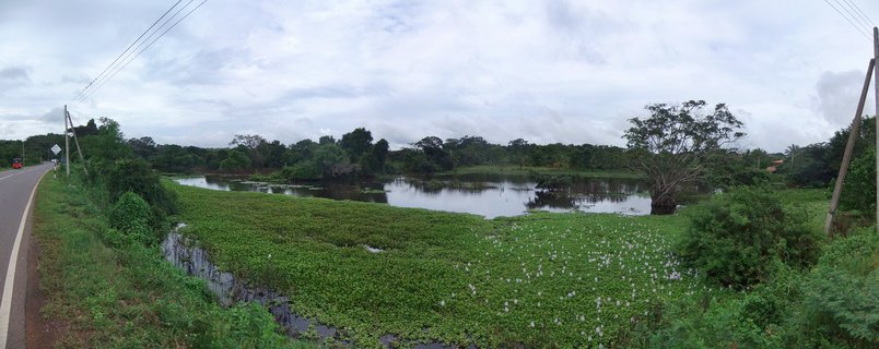 Panoramic landscape showing a water body covered with green water hyacinth plants and white flowers, bordered by a paved road with utility poles, surrounded by tropical trees under an overcast sky in rural Sri Lanka