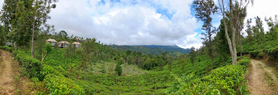 Wide landscape showing green tea plantations on rolling hills with buildings on the left side, tall trees, dirt paths, and mountains in the background under cloudy sky