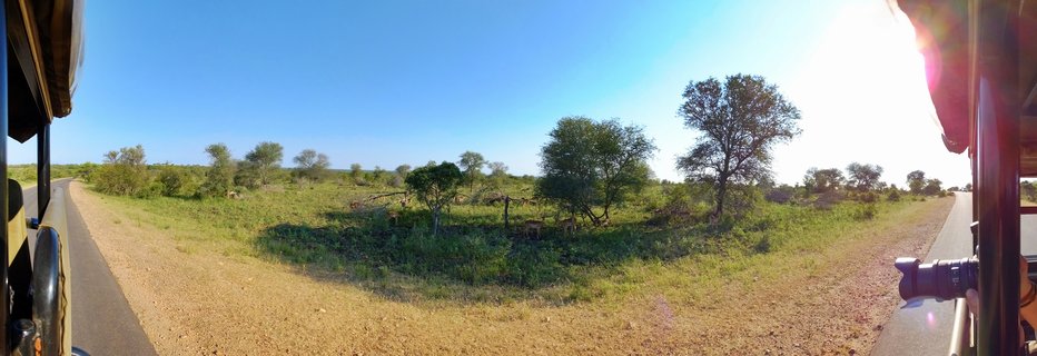 Panoramic view from safari vehicle showing impala herd grazing in green savanna with acacia trees under clear blue sky in Kruger National Park