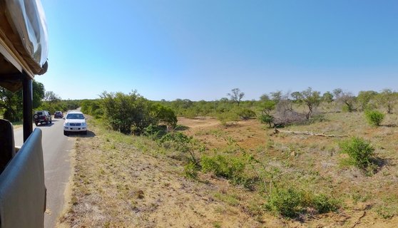 Safari vehicles on a paved road through African savanna landscape with scattered trees and clear blue sky in Kruger National Park