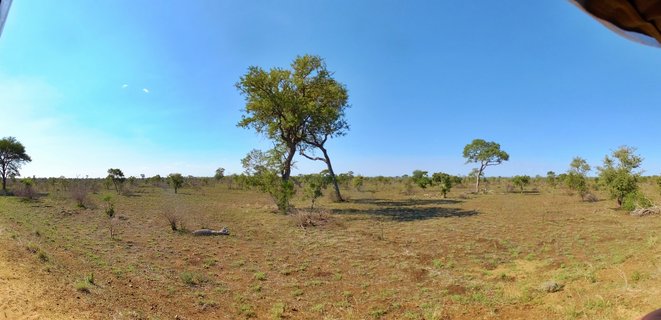 Panoramic landscape of African savanna with scattered green trees on dry brown grassland under clear blue sky in Kruger National Park