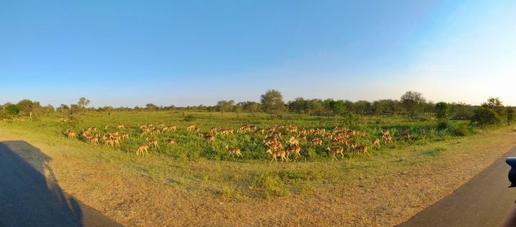 Large herd of impala antelope grazing on green and golden savanna grassland with scattered trees and clear blue sky in Kruger National Park, South Africa