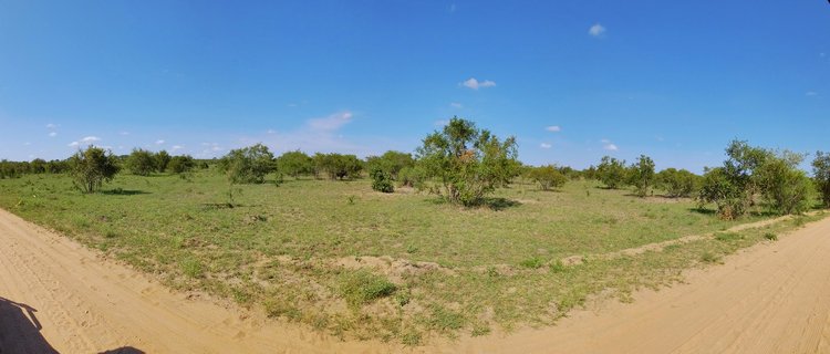 Dirt road curving through green savanna grassland with scattered trees under blue sky in Kruger National Park, South Africa