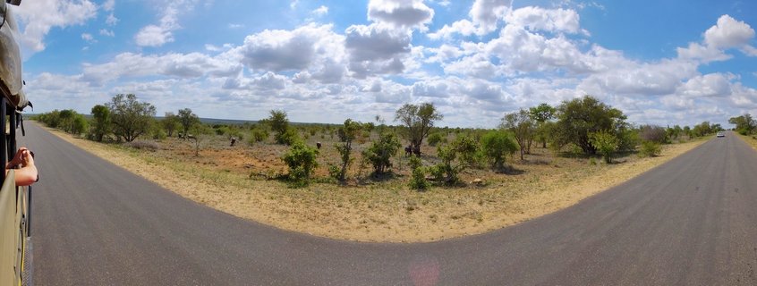 Panoramic view of a paved road curving through Kruger National Park savanna with safari vehicle on the left, scattered trees, and blue sky with white clouds