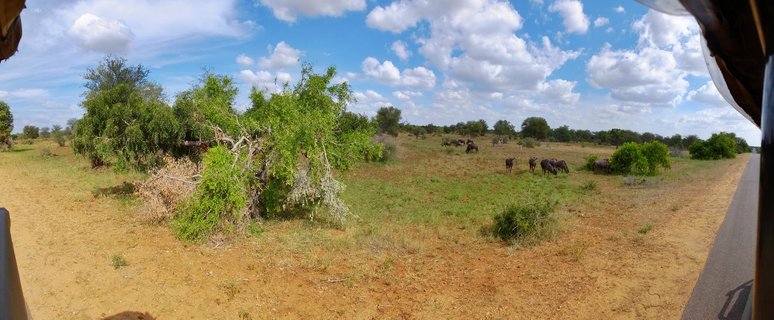 Herd of wildebeest grazing on savanna grassland with scattered green trees under blue sky with white clouds, viewed from safari vehicle in Kruger National Park