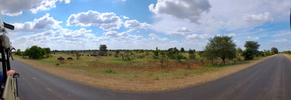 Panoramic view of wildebeest grazing on savanna grassland beside a road in Kruger National Park with safari vehicle visible on the left
