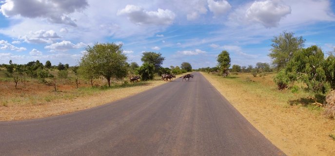 Several wildebeest crossing a paved two-lane road in African savanna landscape with scattered trees and blue sky with white clouds