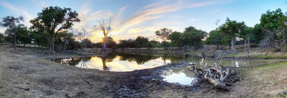 Panoramic landscape showing a waterhole in African savanna with dead tree standing in water, reflections on surface, green trees along horizon, and golden sunset sky with clouds