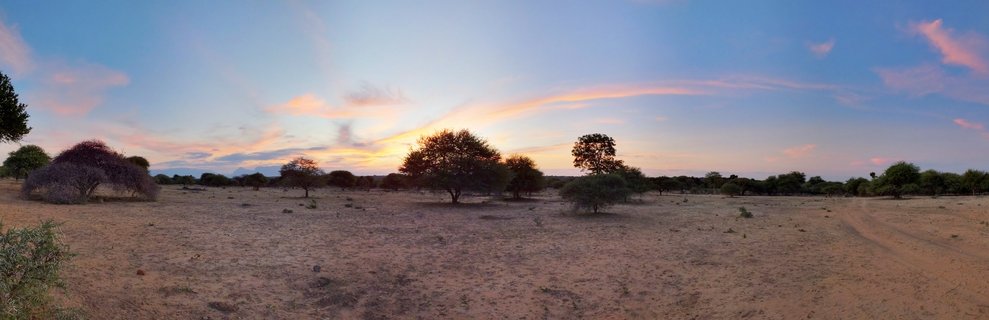 Wide panoramic landscape showing African savanna with scattered trees, dry golden grassland, and sunset sky with pink and orange clouds over Kruger National Park