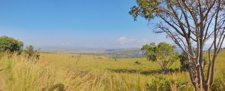 Wide landscape photograph showing golden African savanna grassland with scattered trees and distant mountains under clear blue sky