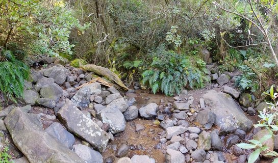 Rocky stream bed with clear shallow water flowing between large boulders and moss-covered stones, surrounded by dense forest vegetation and ferns in Northern Drakensberg, South Africa