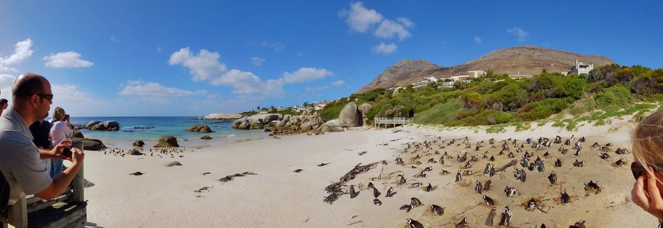 Dozens of African penguins on a white sandy beach with tourists observing from a wooden platform, granite boulders and turquoise ocean in the background under a blue sky