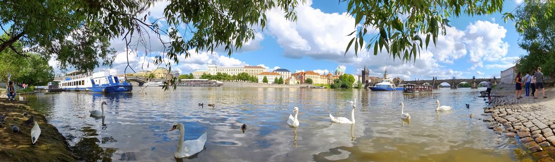 Panoramic view of swans swimming on Vltava River in Prague with Charles Bridge, historic buildings with red rooftops, and tour boats visible in the background under blue sky with clouds