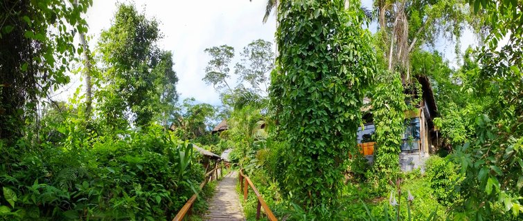 Wooden boardwalk with railings leading through dense green Amazon rainforest vegetation toward eco-lodge buildings partially covered in vines