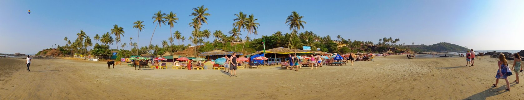 Wide beach panorama showing golden sand, colorful beach umbrellas and shacks, tall palm trees, tourists walking, cows grazing, and green hills under clear blue sky in Goa India