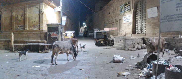 Night street in Jaisalmer, India showing cows, dogs, auto-rickshaws, sandstone buildings with signs, and scattered trash on cobblestone pavement under street lighting
