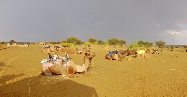 Multiple camels with colorful saddles sitting on sand in a desert landscape with sparse vegetation and overcast sky