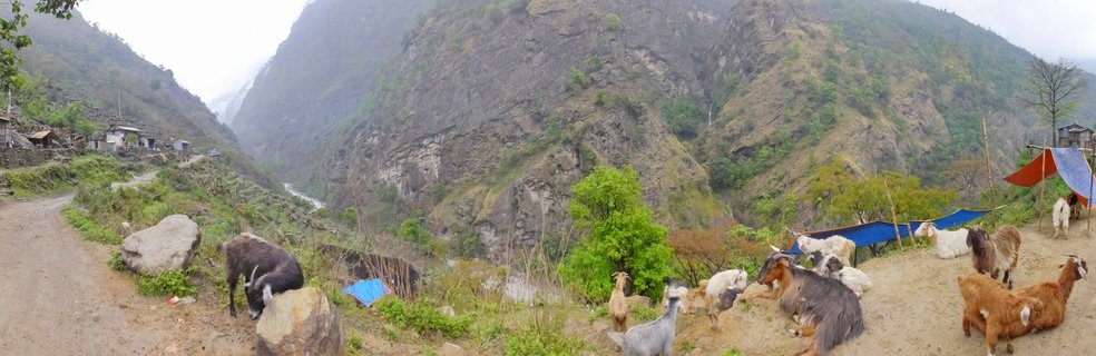 Panoramic view of goats grazing on a mountainside trail in Nepal with steep rocky cliffs, small village buildings, and a river valley in the background