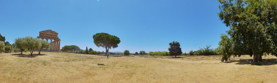 Ancient Greek Doric temple ruins with stone columns standing in a dry grass field with olive trees and pine trees under a clear blue sky at Paestum archaeological site in Italy
