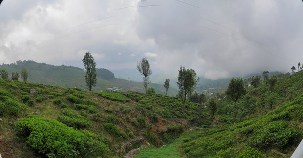 Panoramic view of green tea plantations covering rolling hills with scattered trees under cloudy sky in Sri Lanka