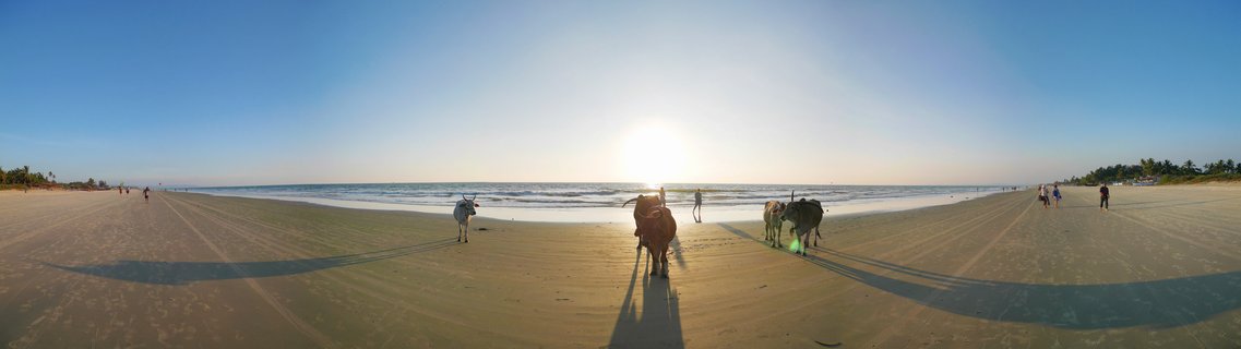 Panoramic view of cows standing on a sandy beach in Goa, India at sunset with people walking in the distance and waves from the Arabian Sea in the background